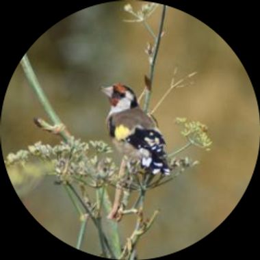 Usuario en Hamelin: naturalex - Usuario 