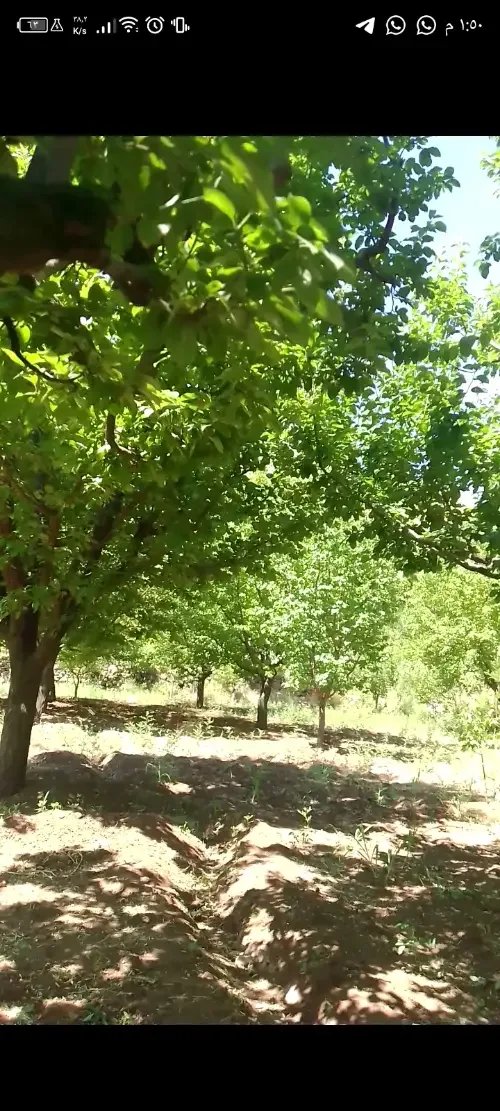 ارض زراعية للبيع ...ولااجمل من هييك ..فرصة استثمارية
