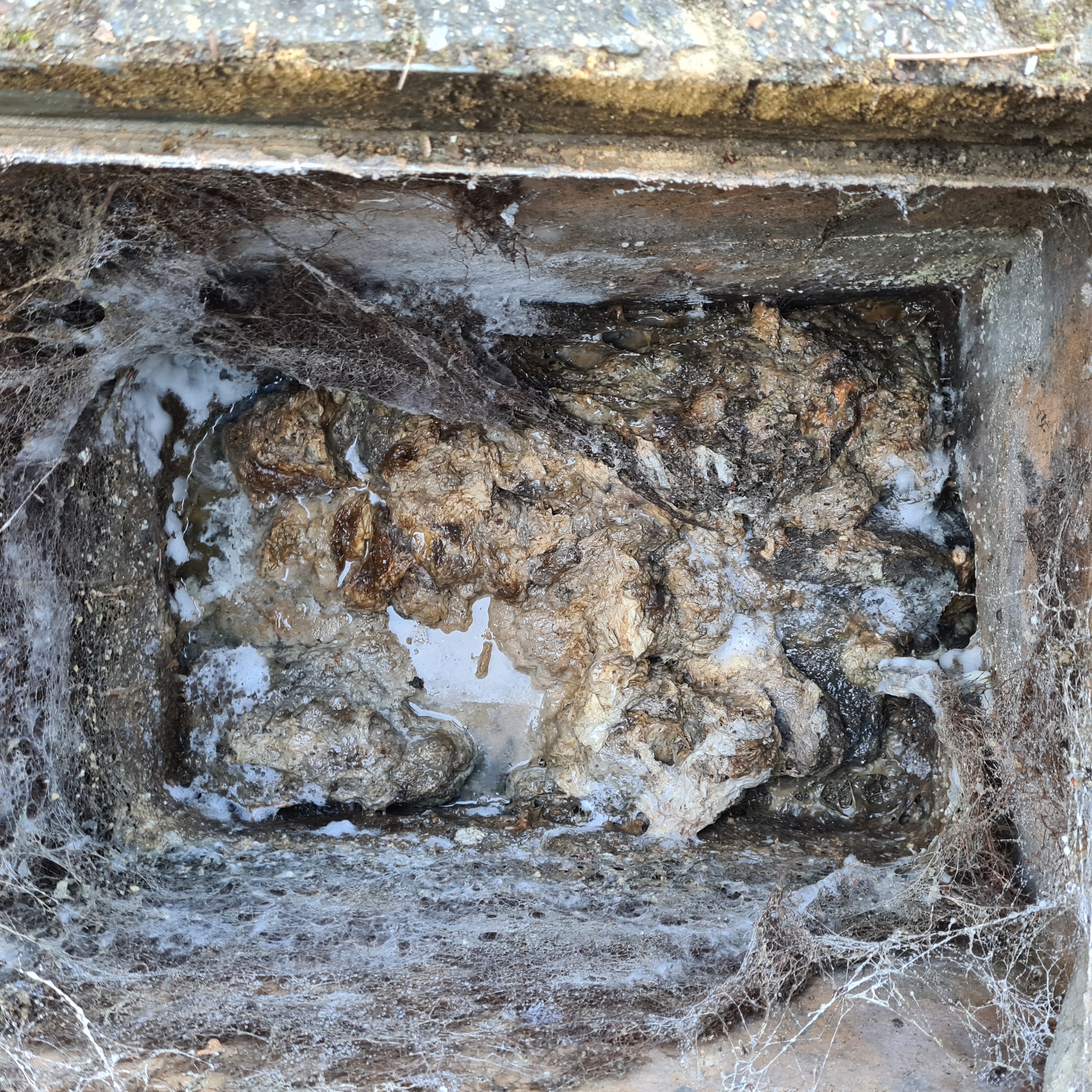 Root Removal & Blocked Manhole Clearance – Burgess Hill (RH15 8BD)
