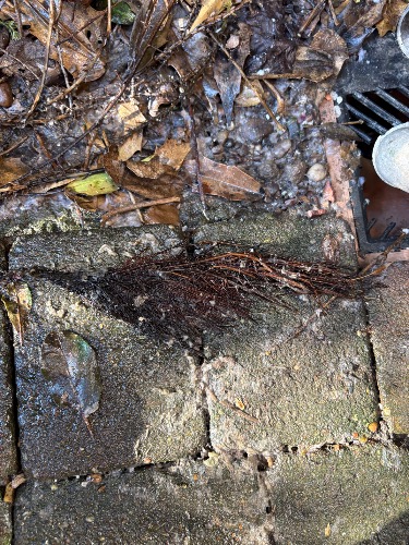 Blocked manhole identified in Beeston prior to clearance works.