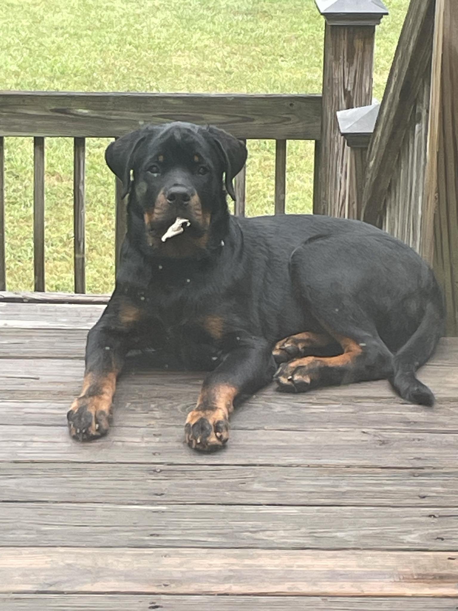 Photo of owner