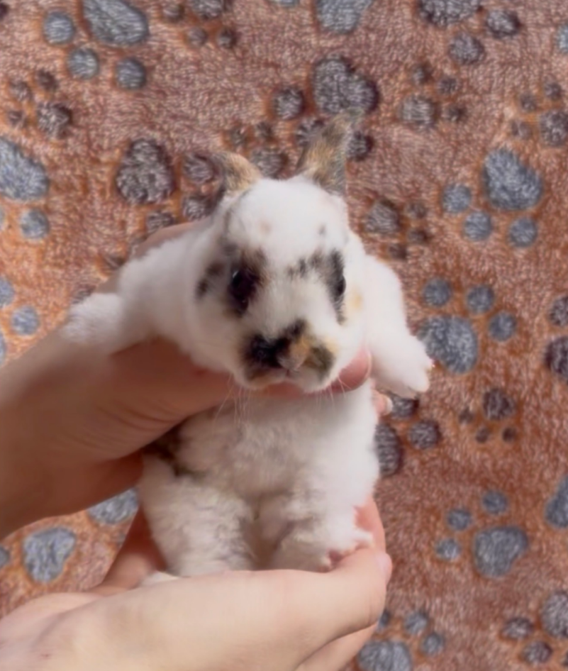 F, a baby Plush Lop x Mini Rex