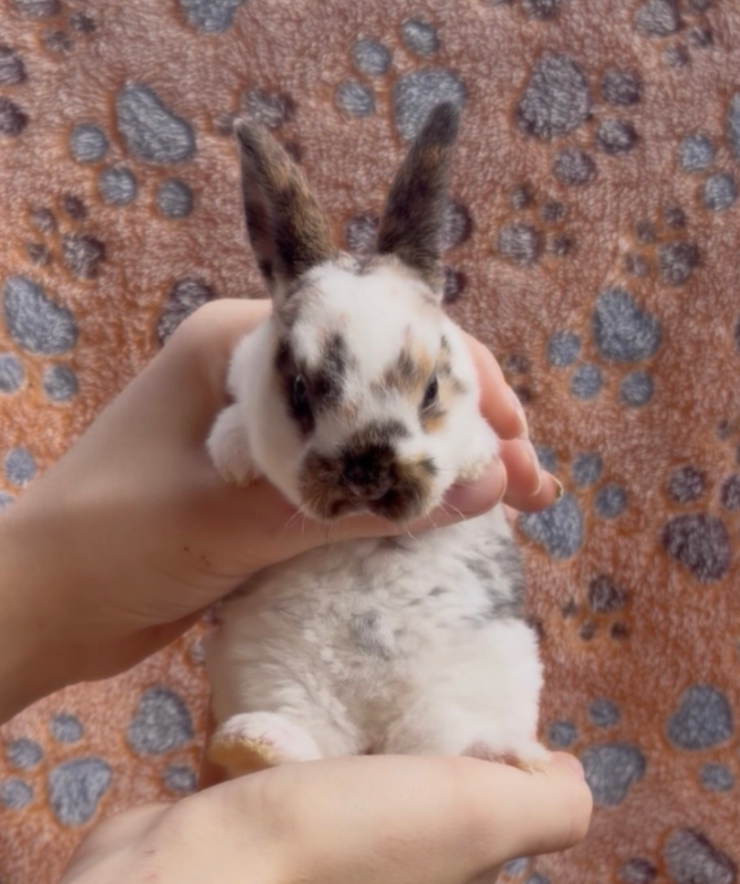 E, a baby Plush Lop x Mini Rex