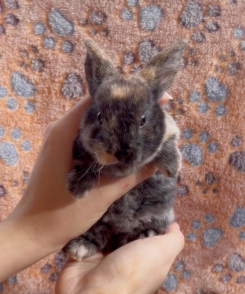 D, a baby Plush Lop x Mini Rex