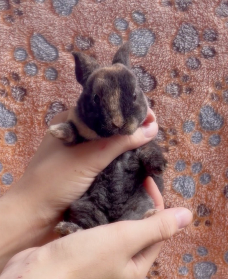 A, a baby Plush Lop x Mini Rex