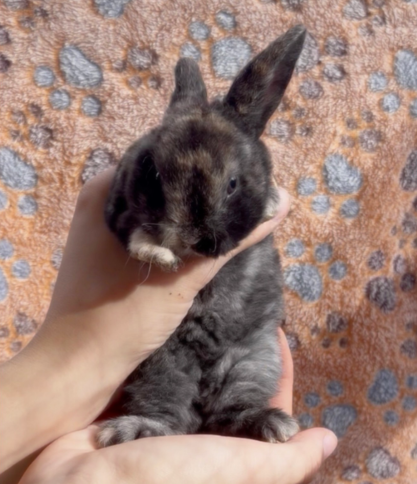B, a baby Plush Lop x Mini Rex