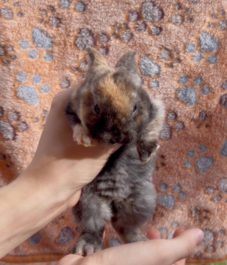 C, a baby Plush Lop x Mini Rex