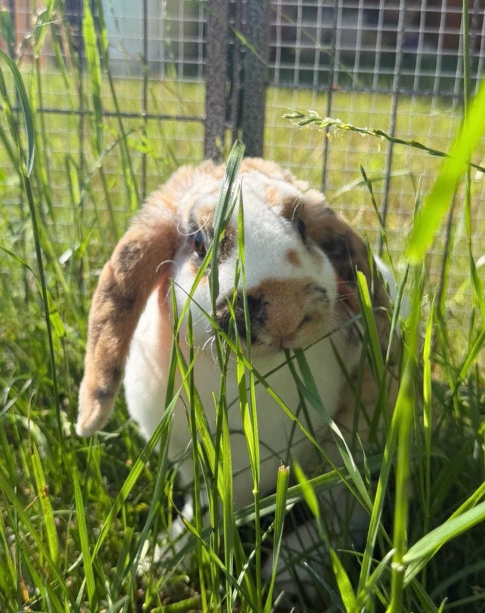 Charlie, one of Mary's rabbits
