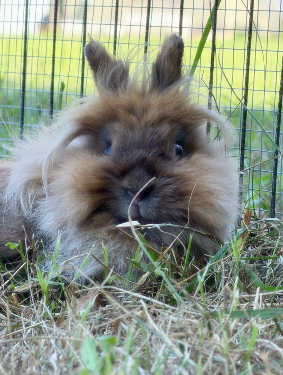 Hazel, one of Mary's rabbits
