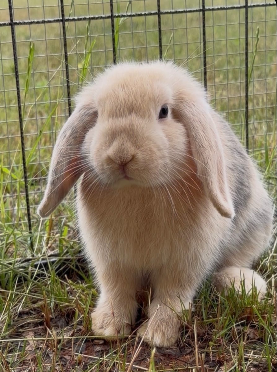 Nellie, one of Mary's rabbits