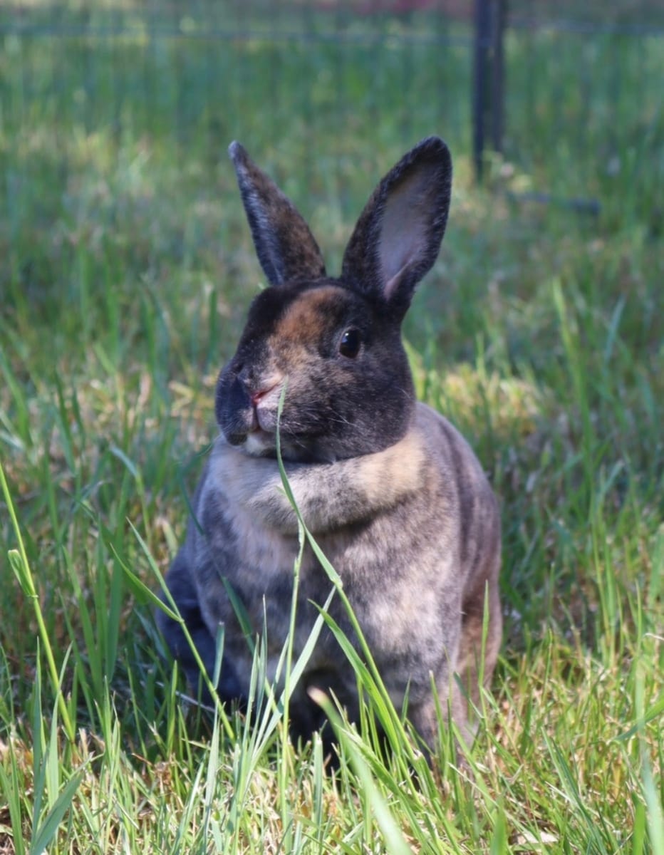 Naomi, one of Mary's rabbits