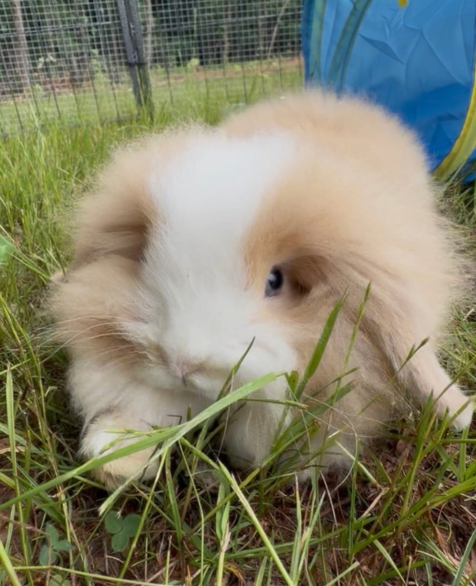 Archie, one of Mary's rabbits
