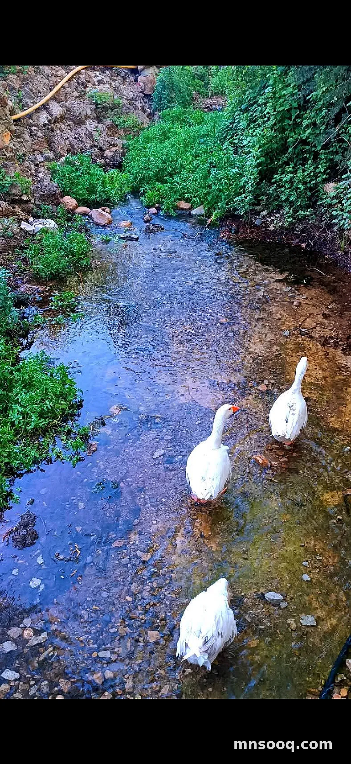 صورة الإعلان