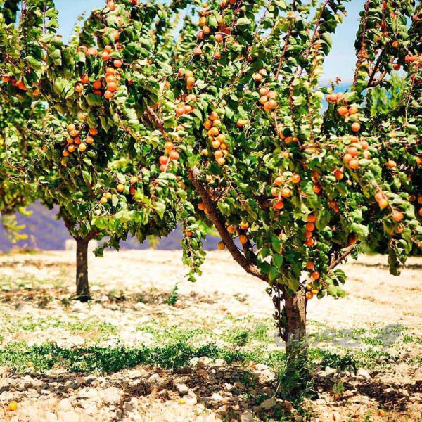 نەمامی قەیسی رۆیالی ئەمریکی  - 2