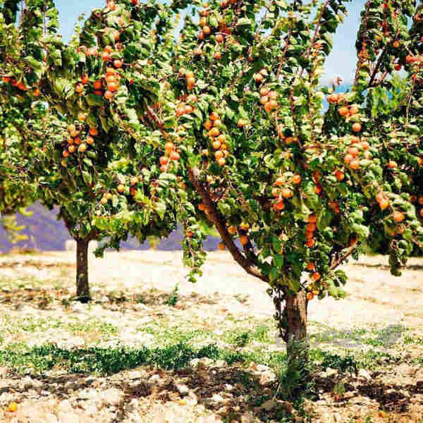نەمامی قەیسی رۆیالی ئەمریکی  - 2