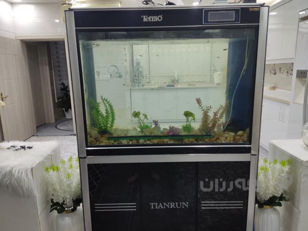 حەوزی ماسی خۆم پێنج وەرەقەم پێداوا  ئەی فرۆشمەوا بە 300  - 2