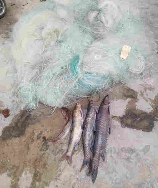 تۆڕی ماسی چوار دانە 