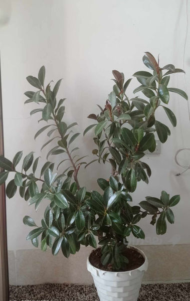 كولى مه طاط - 4