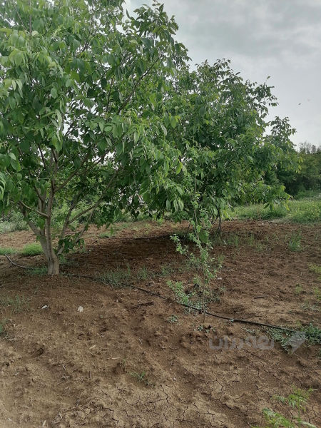 باخ بۆ فرۆشتن - 3