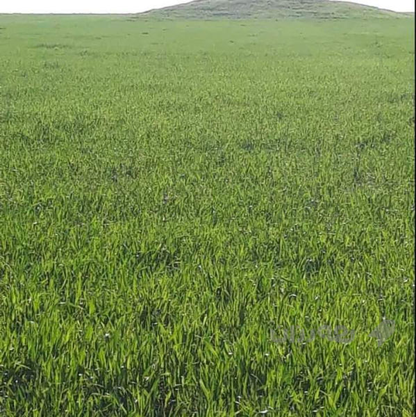 2750م بۆزراعی سیاج وٸاو/ڕانیە