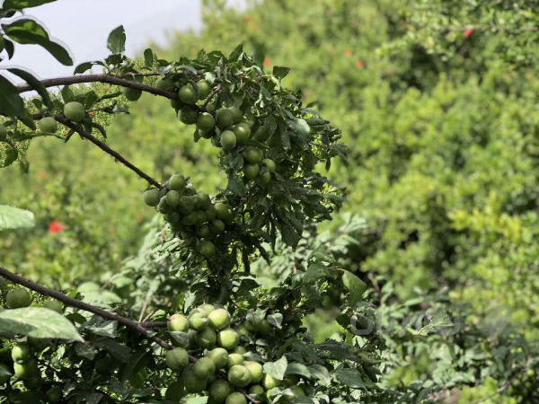 نەمامی ھەلوژە «گەلاسی ئەمریکی »قەلەمی باخی خۆمانە نرخی یەک نەمام تەنھا 5 ھەزار