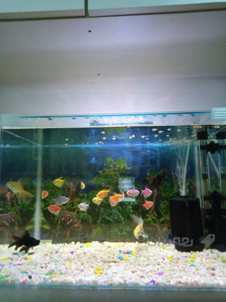 حەوزی ماسی 50سم پانی 32سم قوڵی 35سم بەرزی