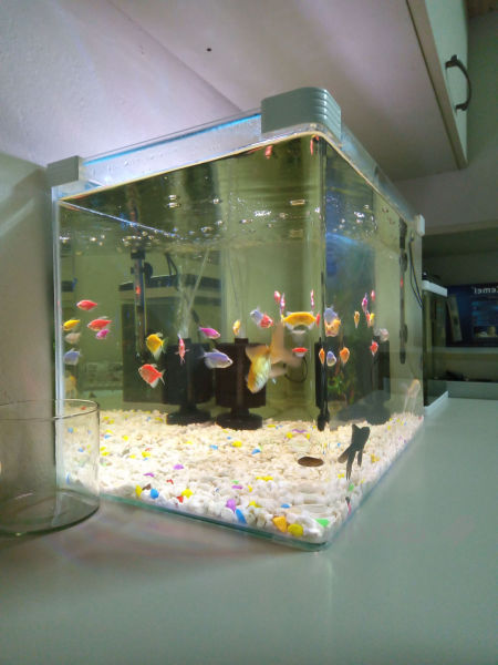 حەوزی ماسی 50سم پانی 32سم قوڵی 35سم بەرزی - 2