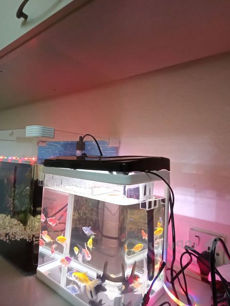 حەوزی ماسی حەوزەکە بایالوجییە ئاوگۆڕینی ناوێت  - 2