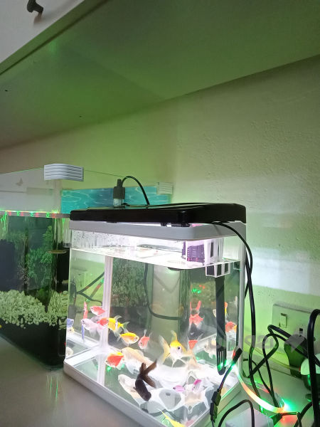 حەوزی ماسی حەوزەکە بایالوجییە ئاوگۆڕینی ناوێت 