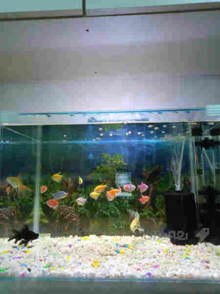 حەوزی ماسی 50سم پانی 32سم قوڵی 35سم بەرزی