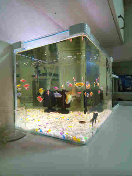 حەوزی ماسی 50سم پانی 32سم قوڵی 35سم بەرزی - 2