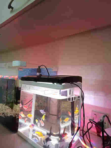 حەوزی ماسی حەوزەکە بایالوجییە ئاوگۆڕینی ناوێت  - 2