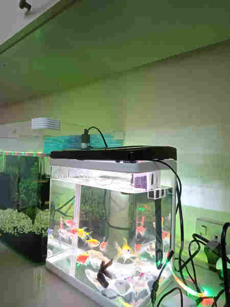 حەوزی ماسی حەوزەکە بایالوجییە ئاوگۆڕینی ناوێت 