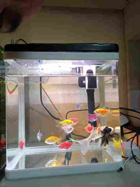 حەوزی ماسی حەوزەکە بایالوجییە ئاوگۆڕینی ناوێت  - 3