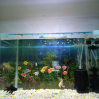 حەوزی ماسی 50سم پانی 32سم قوڵی 35سم بەرزی