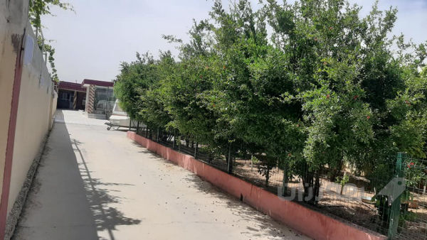 مزرعه فول مواسفات - 4
