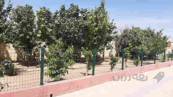 مزرعه فول مواسفات - 2