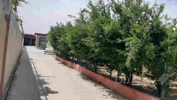 مزرعه فول مواسفات - 4