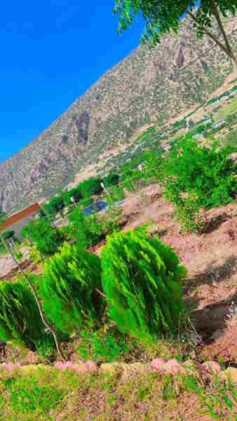 مەزرەعەی شاز بۆفرۆشتن - 2
