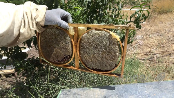 هەنگوینی سروشتی شانە خڕ و چوارگۆشە - 4