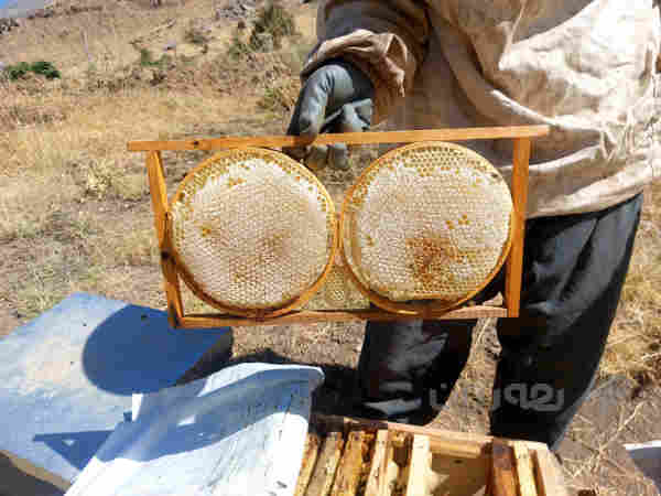 هەنگوینی سروشتی شانە خڕ و چوارگۆشە - 2