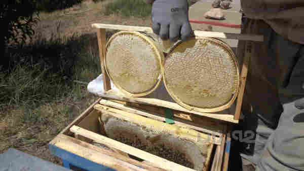 هەنگوینی سروشتی شانە خڕ و چوارگۆشە - 3