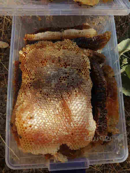 هەنگوینی ئەسڵی گوڵی هەمەجۆری شاخ  - 2