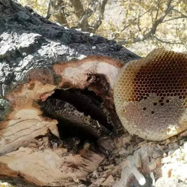  هەنگوینی کێوی