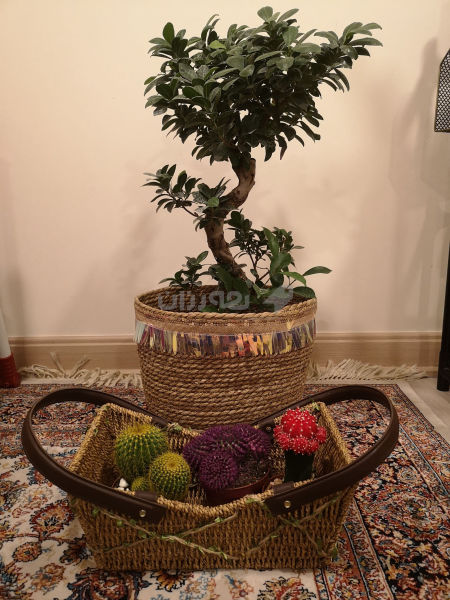 بۆ جوانکاری و دیاری دەگونجێ