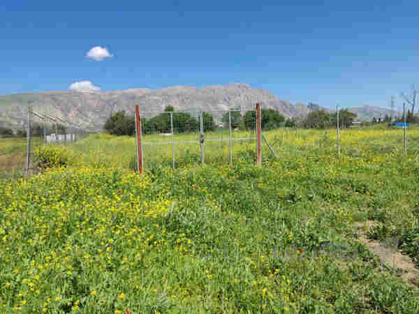 زەوی باخ بۆ فرۆشتن