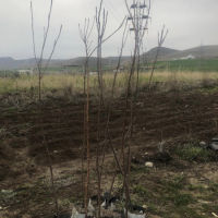 داری چەتری سوری ئەسلی  نرخی تەنھا 10 ھەزار 
