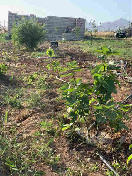 زەوی بۆ فرۆشتن لە کانی میران - 2