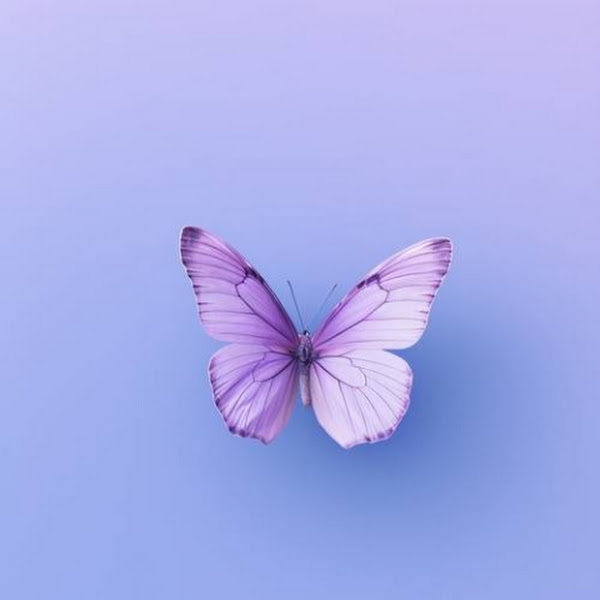 ㅇ연보라ㅇ