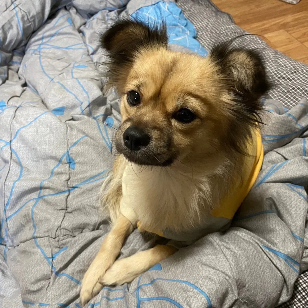 너구리